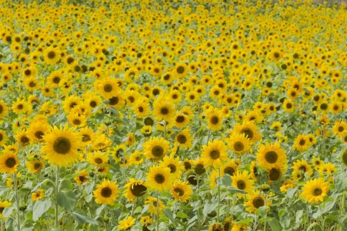 Framed Print : Field of Sunflowers Helianthus annuus Essex, UK PL002168 Framed Print : Field of Sunflowers Helianthus annuus Essex, UK PL002168