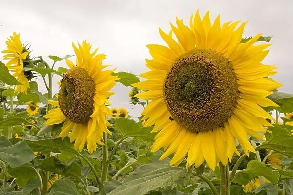 Field of sunflowers. UK