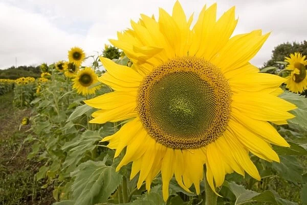 Field of sunflowers. UK