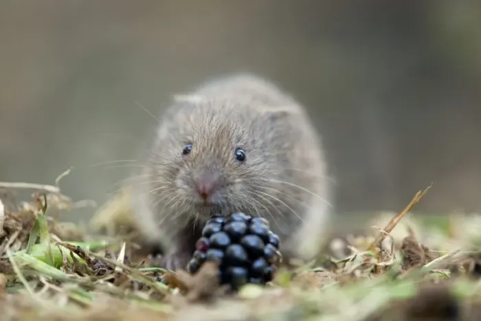 Framed Print : Field Vole - with blackberry - Cornwall - UK Framed Print : Field Vole - with blackberry - Cornwall - UK