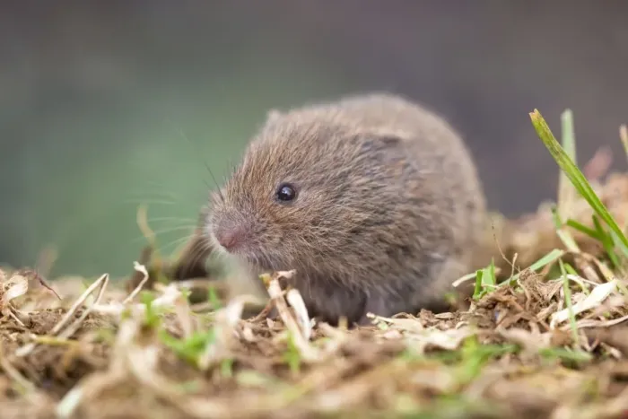 Framed Print : Field Vole - Cornwall - UK Framed Print : Field Vole - Cornwall - UK