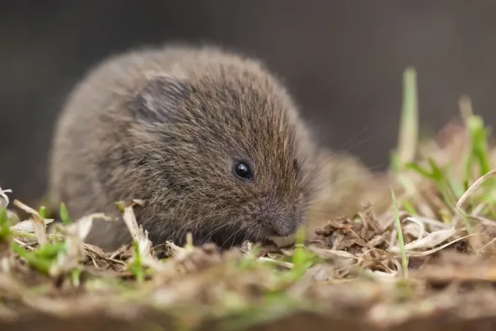 Framed Print : Field Vole - Cornwall - UK Framed Print : Field Vole - Cornwall - UK