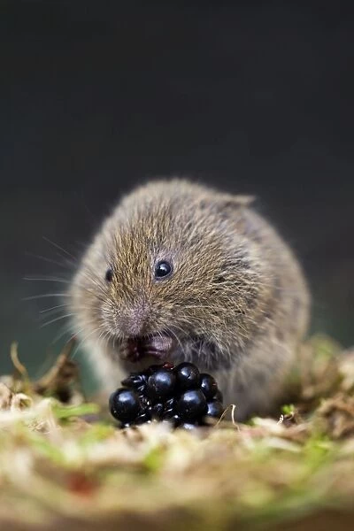 Field Vole - eating blackberry - UK