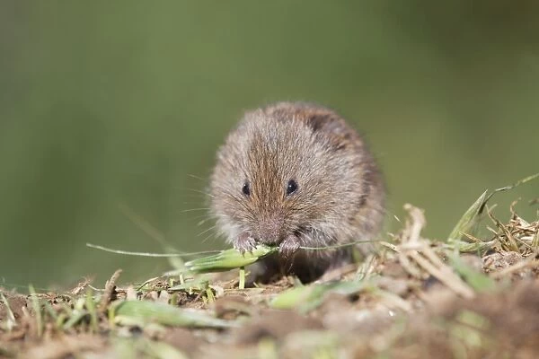 Field Vole - eating grass - Cornwall - UK