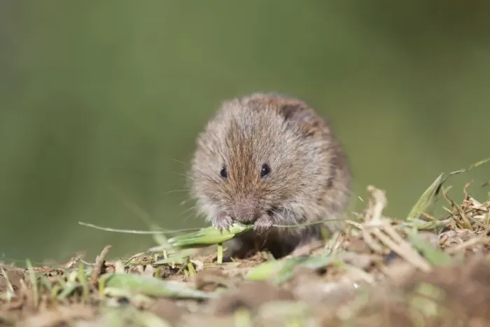 Framed Print : Field Vole - eating grass - Cornwall - UK Framed Print : Field Vole - eating grass - Cornwall - UK