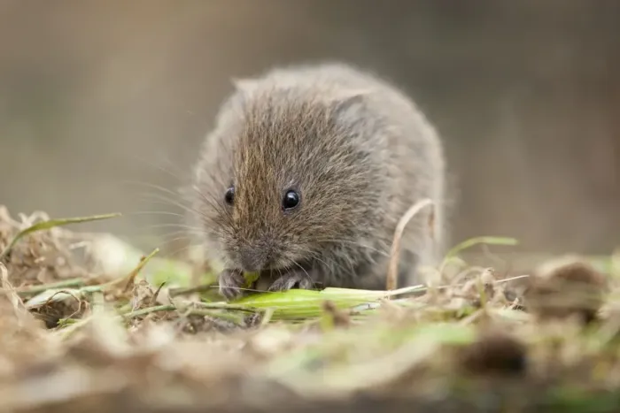 Framed Print : Field Vole - eating grass - Cornwall - UK Framed Print : Field Vole - eating grass - Cornwall - UK