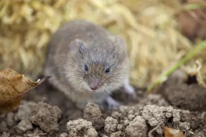 Framed Print : Field Vole - UK Framed Print : Field Vole - UK