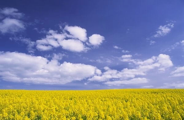 Field of yellow oilseed rape flowers beneath bright blue summer sky with fluffy white clouds
