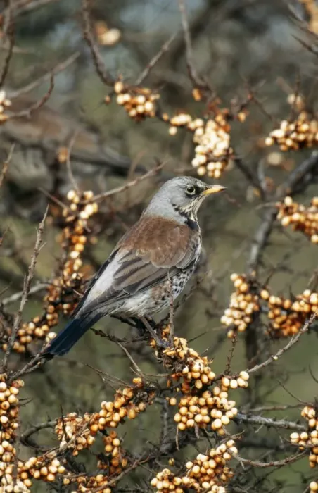 Framed Print : Fieldfare. CK-1302. FIELDFARE - ON BERRIES Framed Print : Fieldfare. CK-1302. FIELDFARE - ON BERRIES