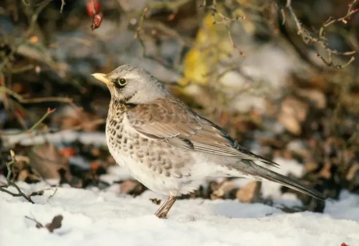 Framed Print : Fieldfare. RES-296. FIELDFARE - in snow. Oxon, UK Framed Print : Fieldfare. RES-296. FIELDFARE - in snow. Oxon, UK