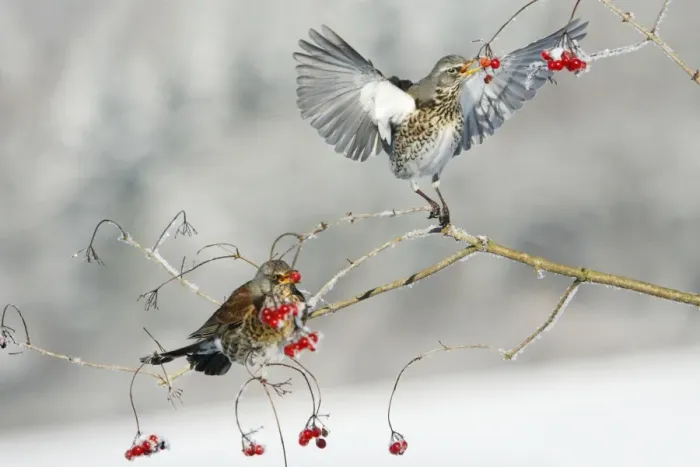 Framed Print : Fieldfare - 2 feeding on Guelder Rose berries, winter, Lower Saxony, Germany Framed Print : Fieldfare - 2 feeding on Guelder Rose berries, winter, Lower Saxony, Germany