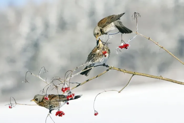 Framed Print : Fieldfare - 3 feeding on Guelder Rose berries, winter, Lower Saxony, Germany Framed Print : Fieldfare - 3 feeding on Guelder Rose berries, winter, Lower Saxony, Germany