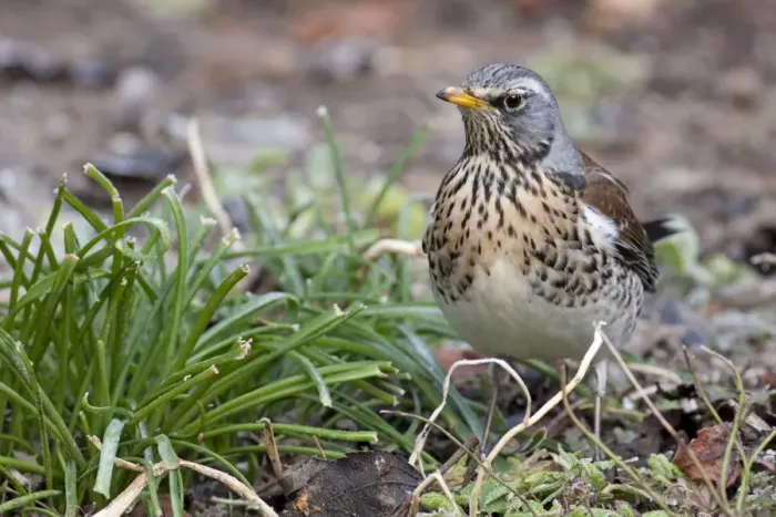 Framed Print : Fieldfare - adult perching on ground, Wiltshire, England, UK Framed Print : Fieldfare - adult perching on ground, Wiltshire, England, UK