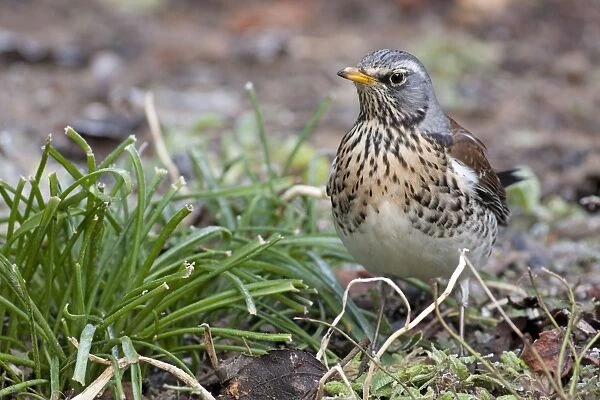 Fieldfare - adult perching on ground, Wiltshire, England, UK