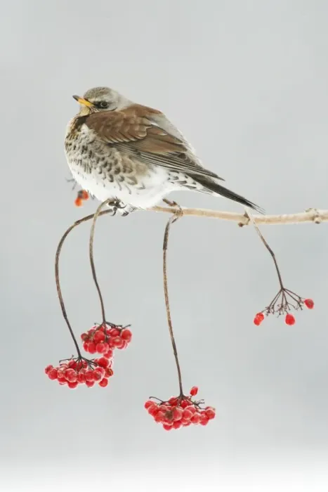 Framed Print : Fieldfare - on branch of Guelder Rose bush, winter, Lower Saxony, Germany Framed Print : Fieldfare - on branch of Guelder Rose bush, winter, Lower Saxony, Germany