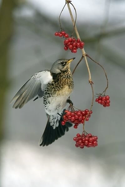 Fieldfare - Eating berries in winter Lower Saxony, Germany