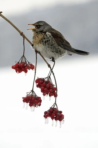 Fieldfare - Eating frozen berries in winter Lower Saxony, Germany