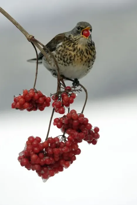 Framed Print : Fieldfare - Eating frozen berries in winter Lower Saxony, Germany Framed Print : Fieldfare - Eating frozen berries in winter Lower Saxony, Germany