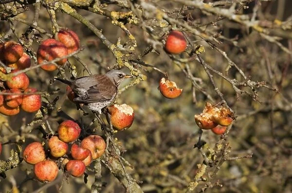 Fieldfare - feeding on apples in garden - Breckland - Norfolk - UK