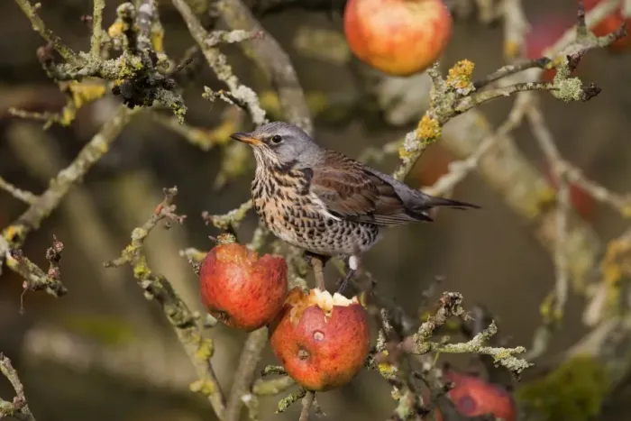 Framed Print : Fieldfare - feeding on apples in garden - Breckland Norfolk UK Framed Print : Fieldfare - feeding on apples in garden - Breckland Norfolk UK