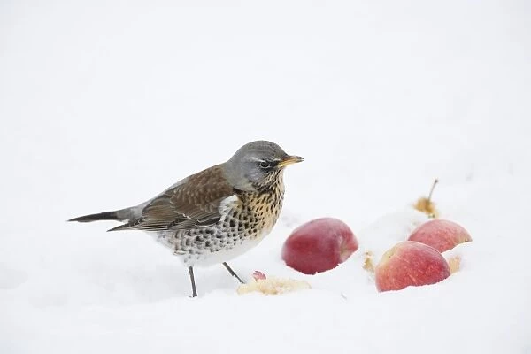 Fieldfare - feeding on apples in snow - Essex, UK BI019349