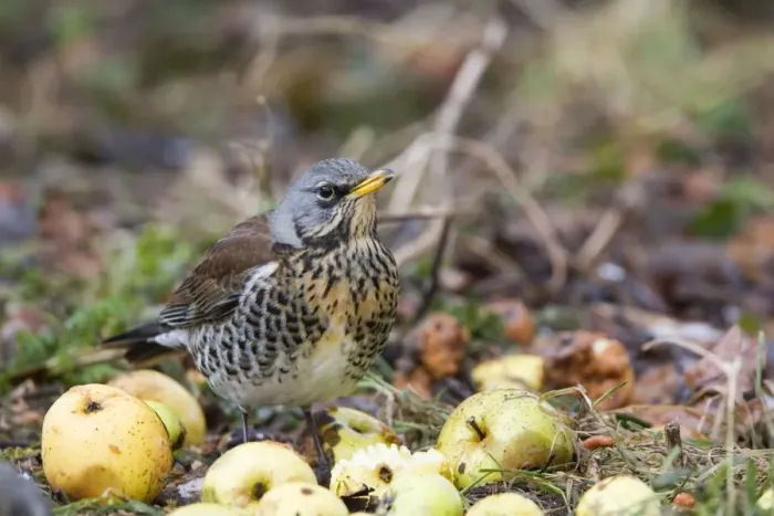 Framed Print : Fieldfare - feeding on crab apples winter time, Breckland, Norfolk, U. K Framed Print : Fieldfare - feeding on crab apples winter time, Breckland, Norfolk, U. K