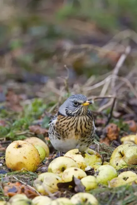 Framed Print : Fieldfare - feeding on crab apples winter time, Breckland, Norfolk, U. K Framed Print : Fieldfare - feeding on crab apples winter time, Breckland, Norfolk, U. K