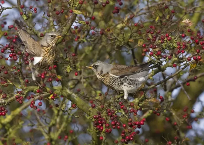 Framed Print : Fieldfare - feeding on hawthorn berries in Autumn - Breckland - Norfolk - UK Framed Print : Fieldfare - feeding on hawthorn berries in Autumn - Breckland - Norfolk - UK