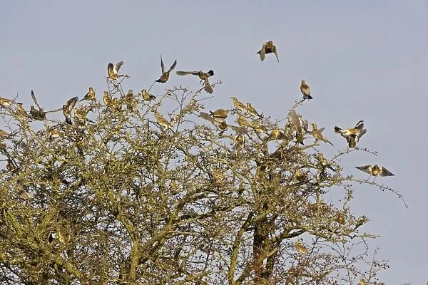Fieldfare - flock flying from Hawthorn bush later winter, Breckland, Norfolk, U. K