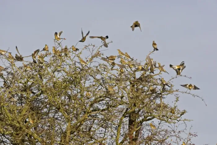 Framed Print : Fieldfare - flock flying from Hawthorn bush later winter, Breckland, Norfolk, U. K Framed Print : Fieldfare - flock flying from Hawthorn bush later winter, Breckland, Norfolk, U. K