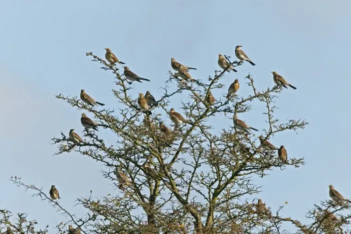 Framed Print : Fieldfare - flock perched on Hawthorn bush - Breckland - Norfolk - UK Framed Print : Fieldfare - flock perched on Hawthorn bush - Breckland - Norfolk - UK
