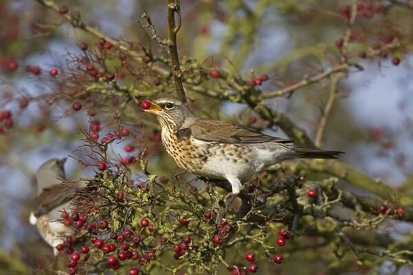 Fieldfare - with food in beak on Hawthorn bush