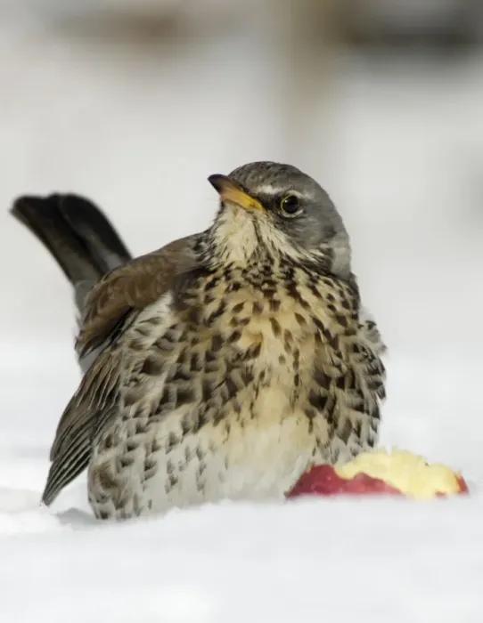 Framed Print : Fieldfare - In garden, feeding on apple in winter. Lower Saxony, Germany Framed Print : Fieldfare - In garden, feeding on apple in winter. Lower Saxony, Germany