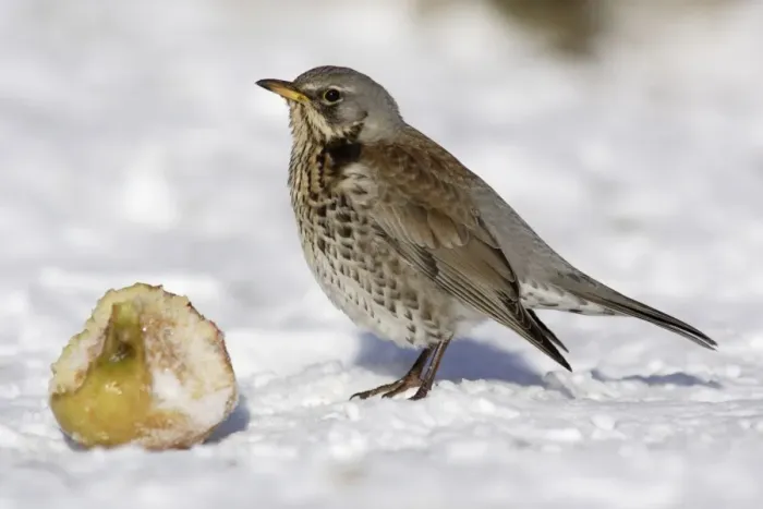 Framed Print : Fieldfare - In garden, feeding on apple in winter. Lower Saxony, Germany Framed Print : Fieldfare - In garden, feeding on apple in winter. Lower Saxony, Germany
