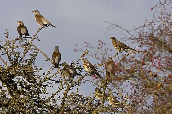 Fieldfare - group perched and on alert in Hawthorn bush. Breckland Norfolk UK