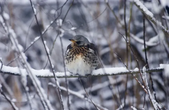 Framed Print : Fieldfare - In January snow. Oxon UK Framed Print : Fieldfare - In January snow. Oxon UK