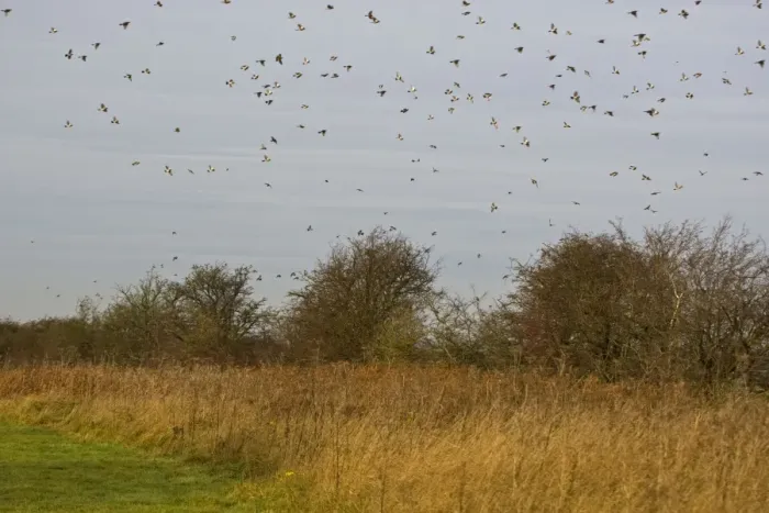 Framed Print : Fieldfare - mass flock flying over hawthorn hedge - Breckland - Norfolk - UK Framed Print : Fieldfare - mass flock flying over hawthorn hedge - Breckland - Norfolk - UK
