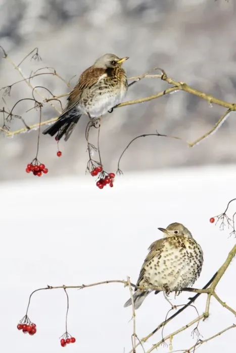 Framed Print : Fieldfare - With Mistle Thrush (Turdus viscivorus) on Guelder Rose bush, winter, Lower Saxony, Germany Framed Print : Fieldfare - With Mistle Thrush (Turdus viscivorus) on Guelder Rose bush, winter, Lower Saxony, Germany