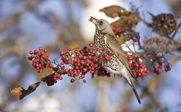 Fieldfare perched on branch feeding on red berries in UK winter