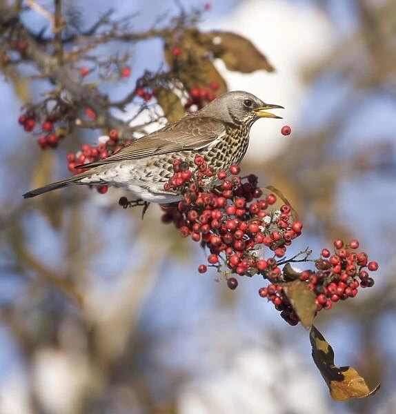 Fieldfare perched on branch feeding on red berries in UK winter