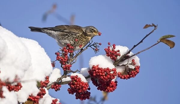 Fieldfare perched on snow covered tree feeding on red berries in UK winter