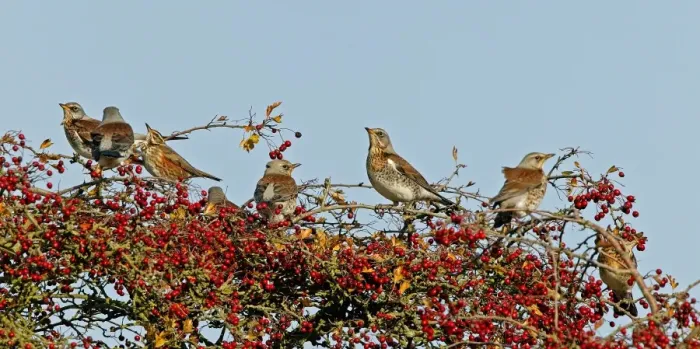 Framed Print : Fieldfare & Redwing - perched on Hawthorn bush October. Breckland Norfolk UK Framed Print : Fieldfare & Redwing - perched on Hawthorn bush October. Breckland Norfolk UK