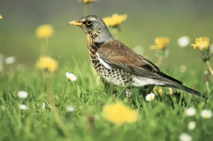 Framed Print : Fieldfare - searching for food on lawn Framed Print : Fieldfare - searching for food on lawn