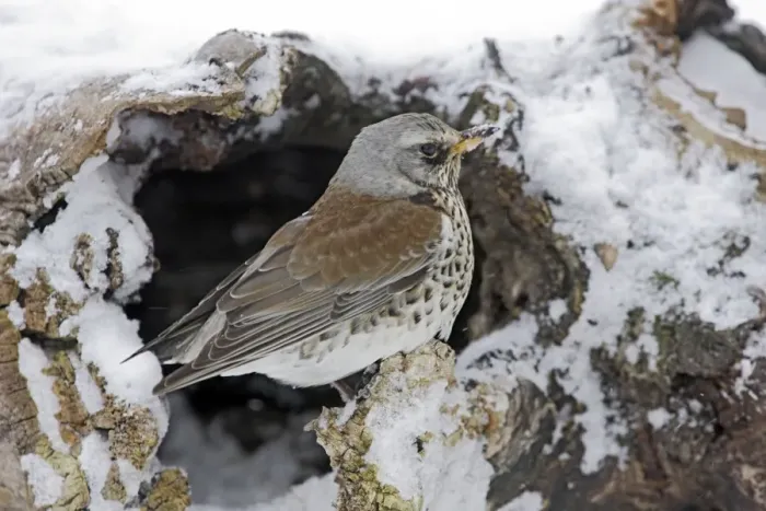 Framed Print : Fieldfare - in snow. Alsace - France Framed Print : Fieldfare - in snow. Alsace - France