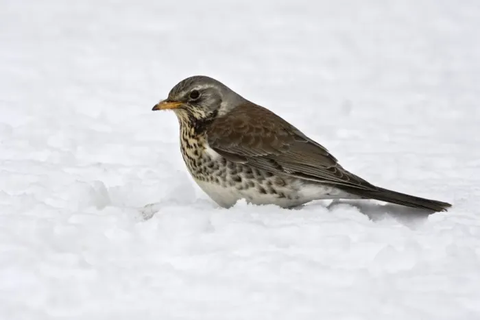 Framed Print : Fieldfare - in snow. Alsace - France Framed Print : Fieldfare - in snow. Alsace - France
