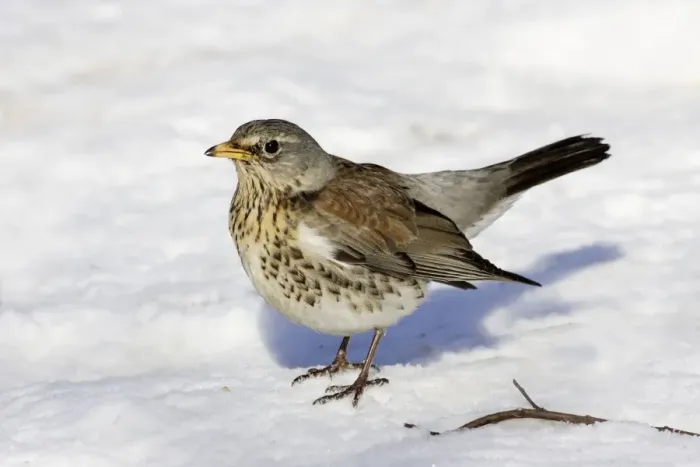 Framed Print : Fieldfare - in snow. Alsace - France Framed Print : Fieldfare - in snow. Alsace - France