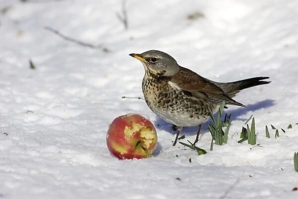 Fieldfare - in snow feeding on apple. Alsace - France