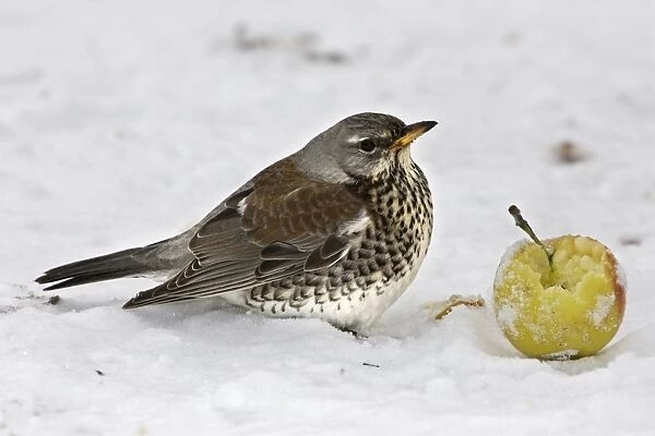 Fieldfare - in snow feeding on apple. Alsace - France
