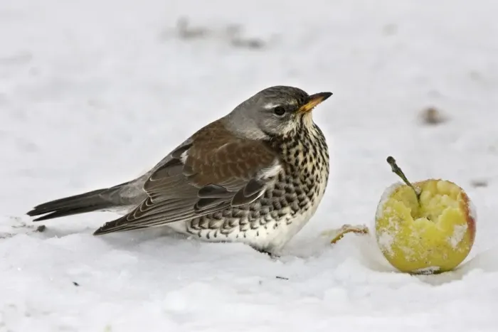 Framed Print : Fieldfare - in snow feeding on apple. Alsace - France Framed Print : Fieldfare - in snow feeding on apple. Alsace - France