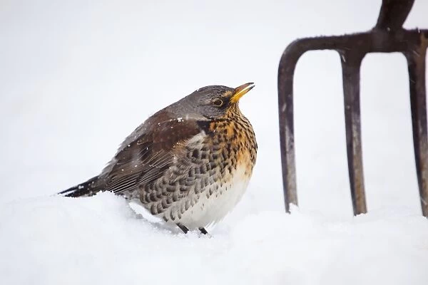 Fieldfare - in snow - with garden fork - winter - UK